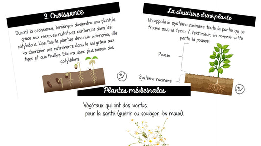 Sciences - Les végétaux - 3e cycle