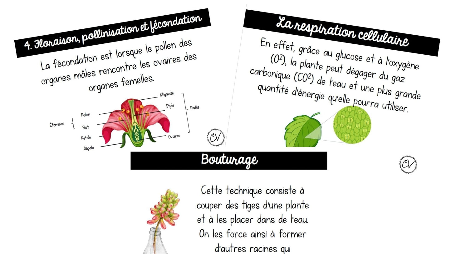 Sciences - Les végétaux - 3e cycle